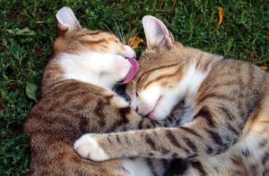 two cats grooming