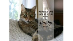 why some cats look as if they have a flabby belly