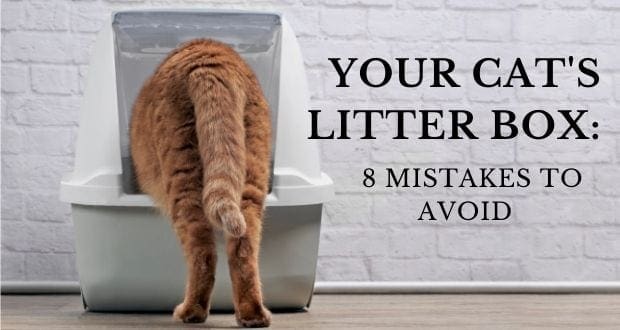 your cat's litter box: 8 mistakes to avoid