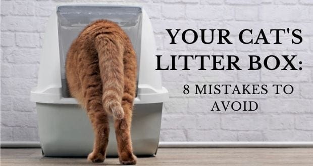 old cat stops using litter box