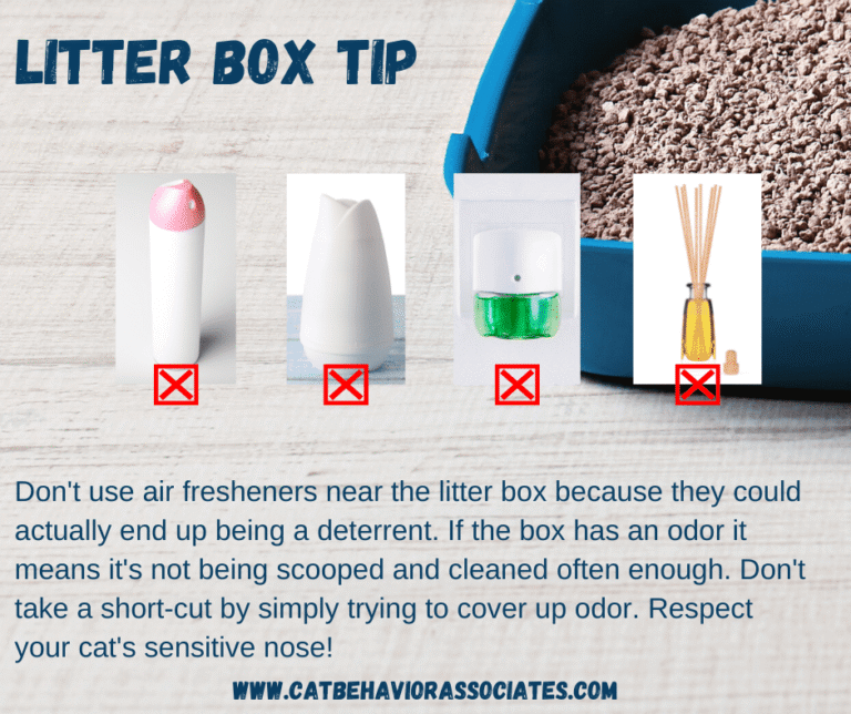Your Cat’s Litter Box 8 Mistakes to Avoid