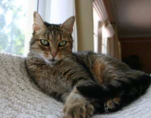 cat resting in cat tree