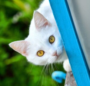 white cat outdoors