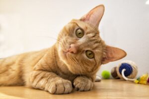 orange cat with toys