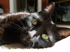 black cat with green eyes