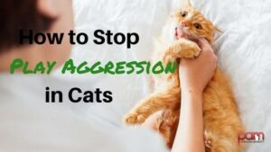 how to stop play aggression in cats