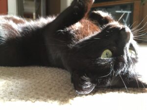 black cat stretched out on back