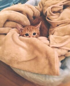 cat in blanket