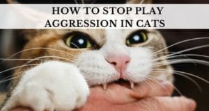 Worry Not, Stop Aggressive Playful Cat Behavior