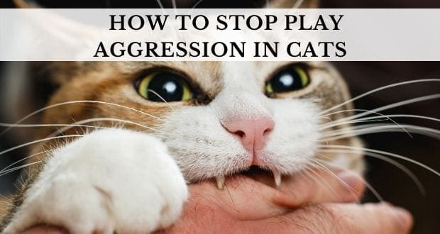 Worry Not Stop Aggressive Playful Cat Behavior