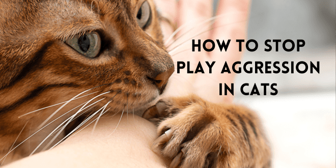 Top Tips to Stop Cat Hissing and Growling Effectively