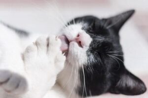 black and white cat licking paw