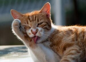 orange and white cat grooming