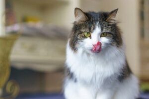 cat with tongue out