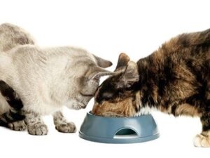 two cats sharing food bowl