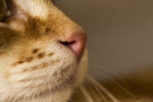 close up of a cat's nose