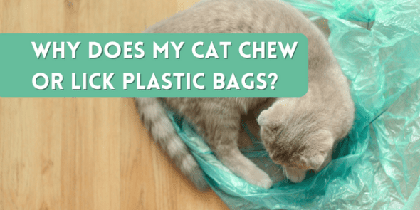 why-does-my-cat-chew-or-lick-plastic-bags