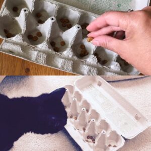An egg carton makes a wonderful level 1 puzzle feeder