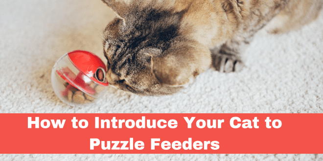 How to Make a Homemade Puzzle Feeder for a Cat: 12 Steps