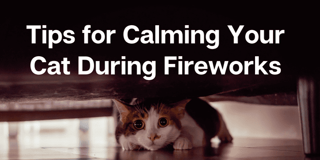 Calming the Scaredy Cat - Way of Cats
