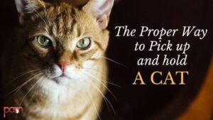 the proper way to pick up and hold a cat