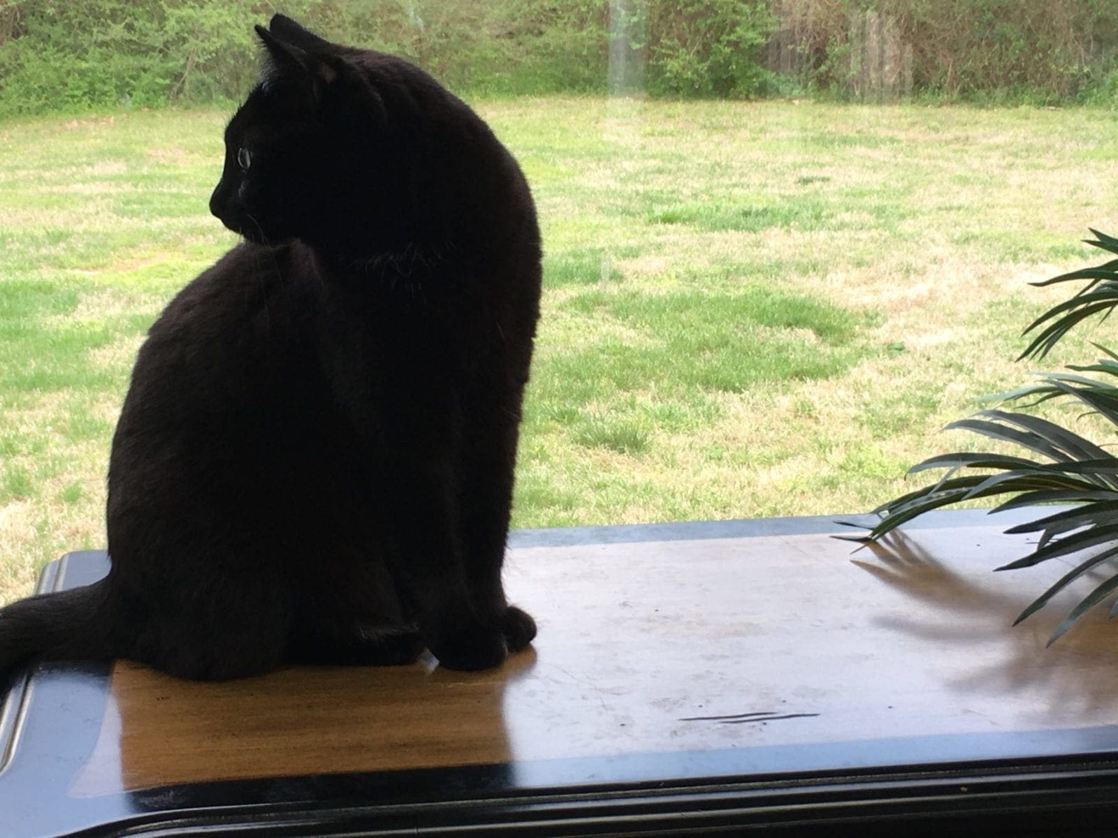 Cat Training Turn an Outdoor Cat into an Indoor Cat