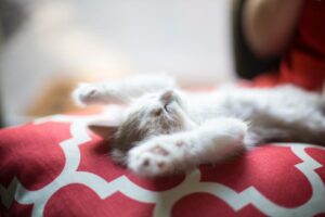 kitten sleeping on his back
