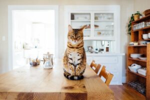 cat sitting on kitchen table