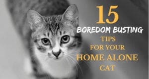 15 boredom busting tips for your home alone cat