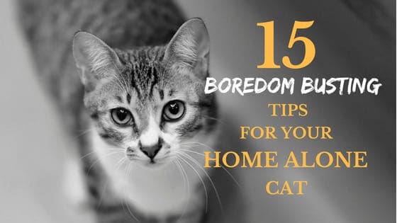 How to prevent your cat from being bored