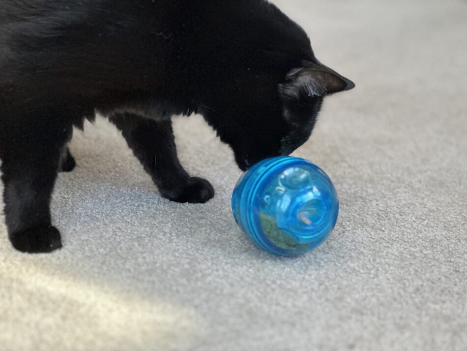 Does Your Cat Need a Puzzle Toy? What the Science Says