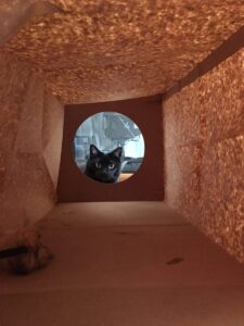 black cat looking into paper tunnel