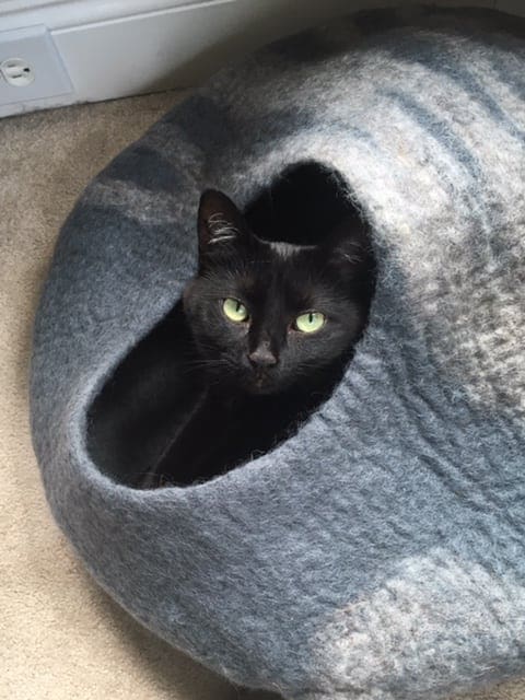 black cat in gray covered bed