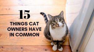 15 things cat owners have in common