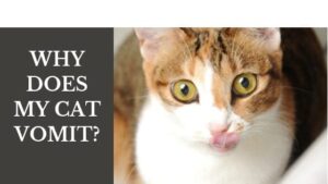 why does my cat vomit