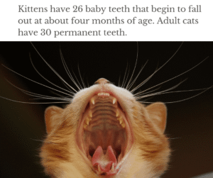 kittens have 26 teeth