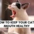 how to keep your cat's mouth healthy