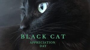 black cat appreciation day