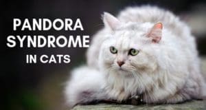 pandora syndrome in cats title image