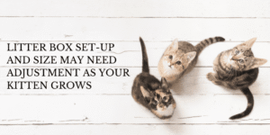 make adjustments to the litter box as your cat needs