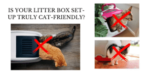 don't take shortcuts with the litter box