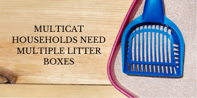 multicat households need multicat litter boxes