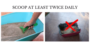 scoop at least twice daily