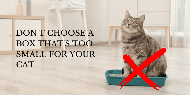 don't choose a litter box that's too small