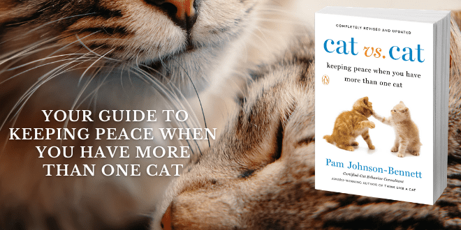 your guide to keeping peace when you have more than one cat