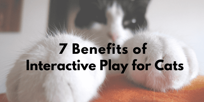 Benefits to Cats
