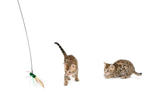 Pet Cat Playing Toys Cat Fishing Pole Cat Teaser Rod Go Cat