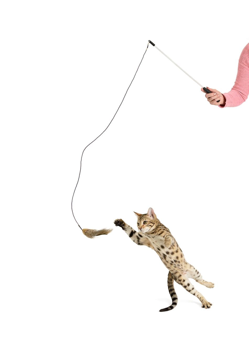 The Power of Play: Why Cats Need Mental Stimulation - Purrs of