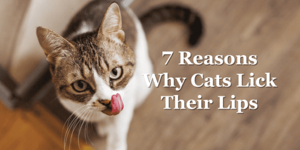 7 Reasons Why Cats Lick Their Lips