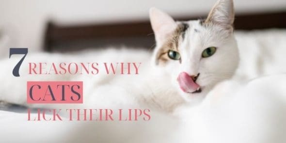 7 reasons why cats lick their lips
